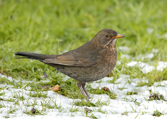 Blackbird Turdus merula