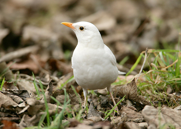 Blackbird Turdus merula