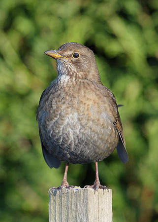 Blackbird Turdus merula