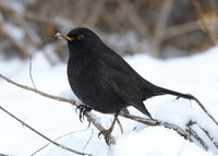 Blackbird Turdus merula
