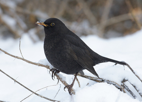 Blackbird Turdus merula