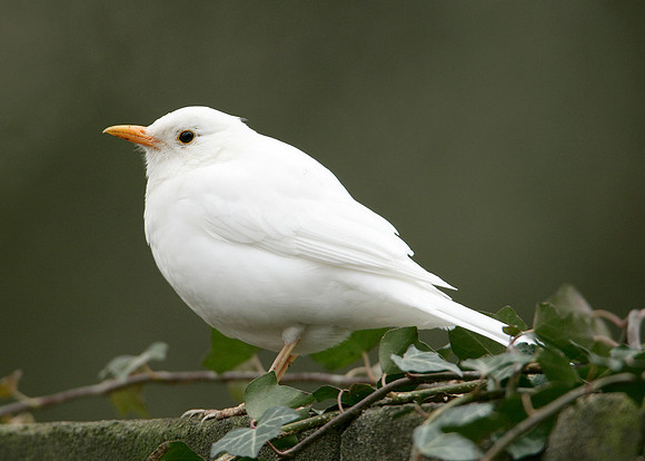 Blackbird Turdus merula