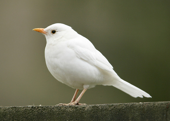 Blackbird Turdus merula