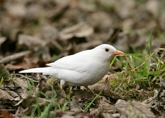 Blackbird Turdus merula