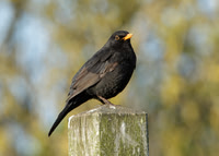 Blackbird Turdus merula