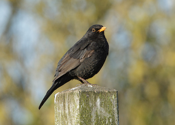 Blackbird Turdus merula