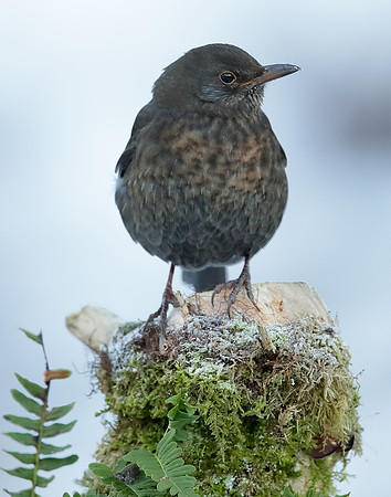 Blackbird Turdus merula