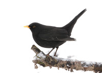 Blackbird Turdus merula