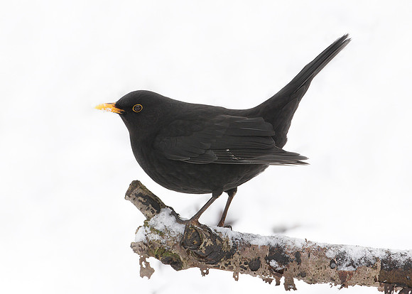 Blackbird Turdus merula