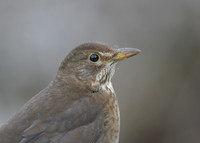 Blackbird Turdus merula