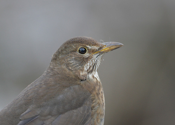 Blackbird Turdus merula