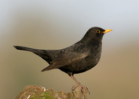 Blackbird Turdus merula