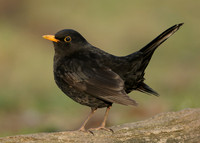 Blackbird Turdus merula