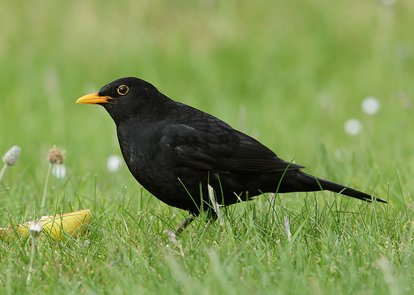 Blackbird Turdus merula