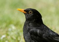 Blackbird Turdus merula