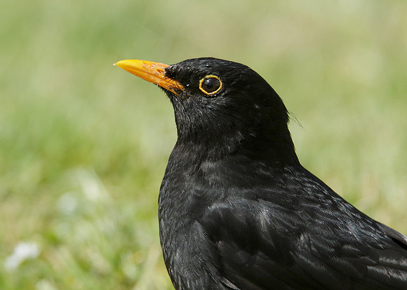 Blackbird Turdus merula