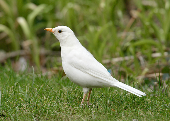 Blackbird Turdus merula