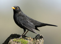 Blackbird Turdus merula