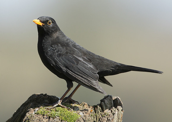 Blackbird Turdus merula
