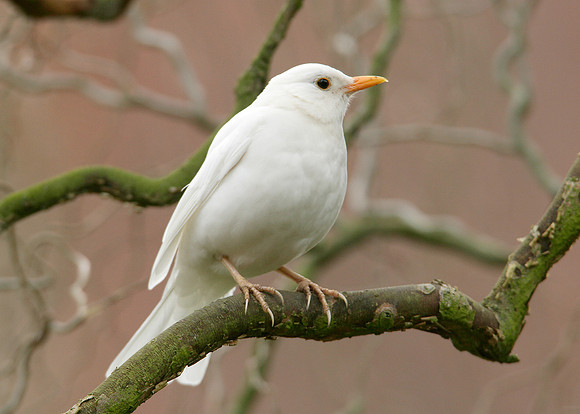 Blackbird Turdus merula