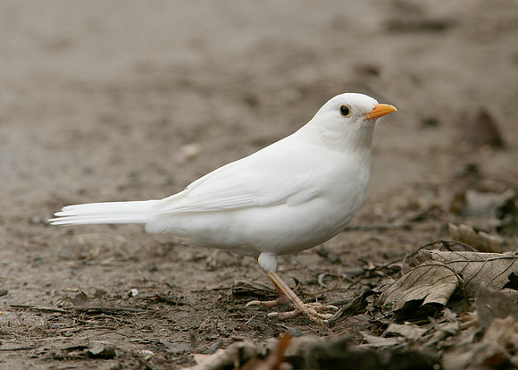 Blackbird Turdus merula