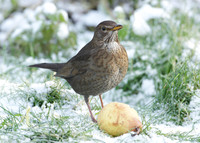 Blackbird Turdus merula