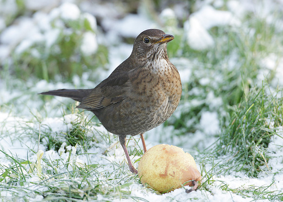 Blackbird Turdus merula