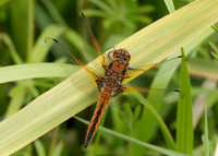 Scarce Chaser Libellula fulva