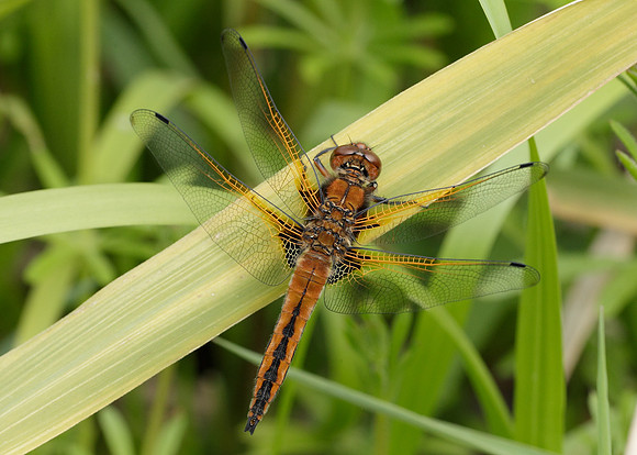 Scarce Chaser Libellula fulva