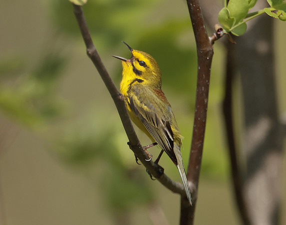 Prairie Warbler Setophaga discolor