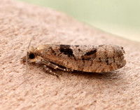 49.231 BF1155 Epinotia brunnichana