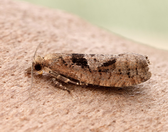 49.231 BF1155 Epinotia brunnichana