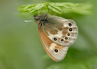 Large Heath Coenonympha tullia davus