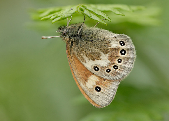 Large Heath Coenonympha tullia davus