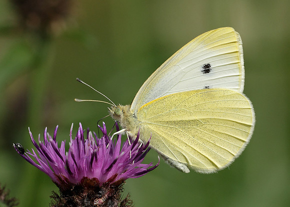 Small White Pieris rapae