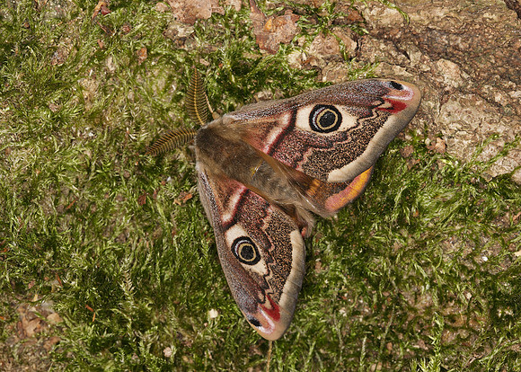 68.001BF 1643 Emperor Moth Saturnia pavonia