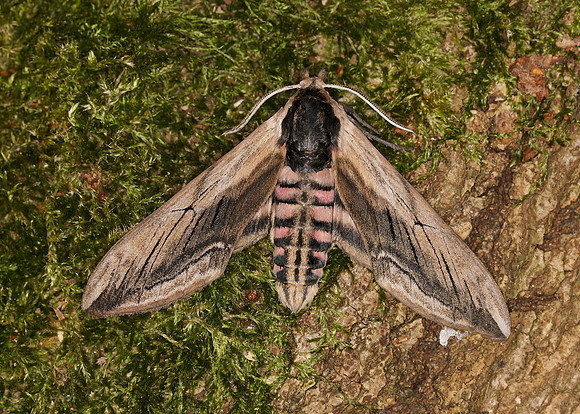 69.006 BF1976 Privet Hawk-moth Sphinx ligustri
