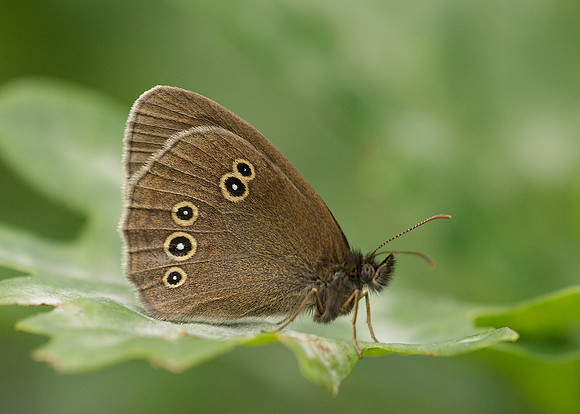 Ringlet Aphantopus hyperantus