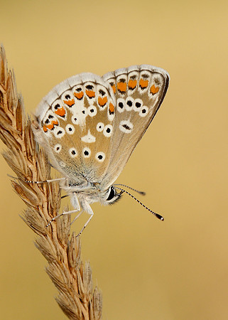 Brown Argus Aricia agestis