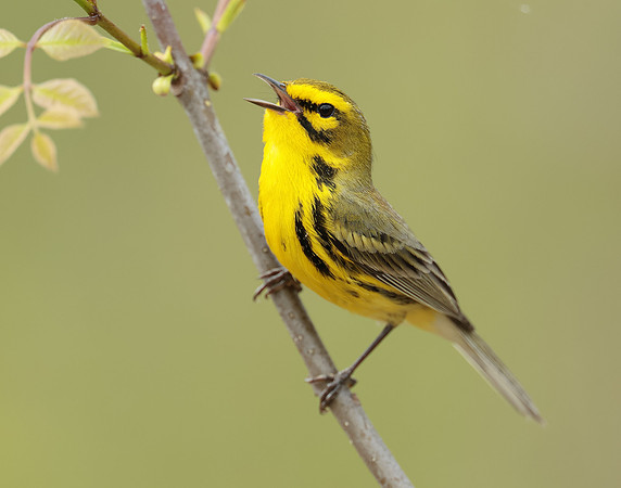 Prairie Warbler Setophaga discolor