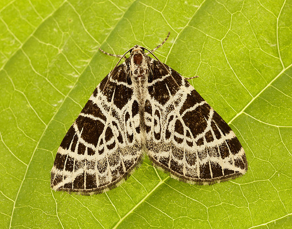 70.088 BF1772 Netted Carpet Eustroma reticulata