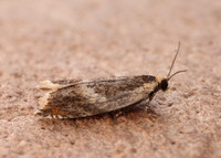 49.214 BF1126 Ancylis badiana