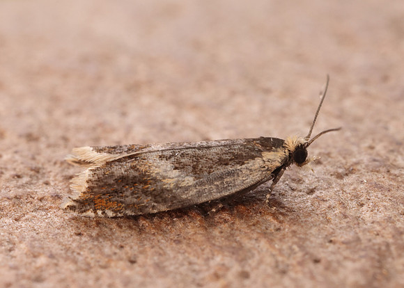 49.214 BF1126 Ancylis badiana
