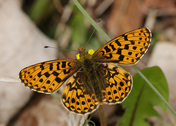 Pearl-Bordered Fritillary Boloria euphrosyne