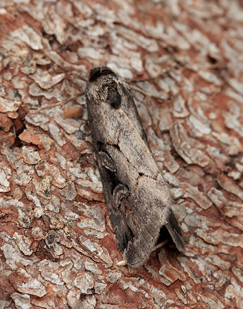 73.061 BF2394 Anomalous Stilbia anomala