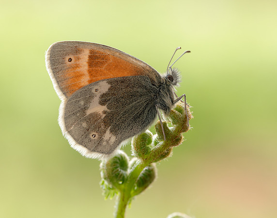 Large Heath scotica Coenonympha tullia scotica