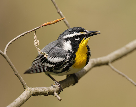 Yellow-throated Warbler  Setophaga dominica