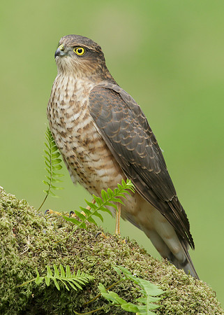 Sparrowhawk Accipiter nisus