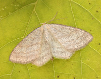 70.026 BF1694 Smoky Wave Scopula ternata