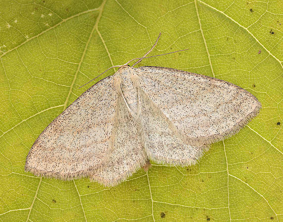70.026 BF1694 Smoky Wave Scopula ternata